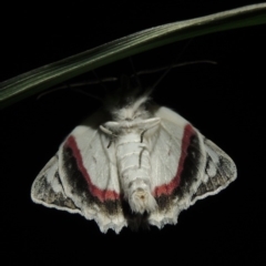 Crypsiphona ocultaria at Conder, ACT - 21 Nov 2017