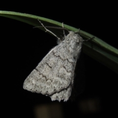 Crypsiphona ocultaria at Conder, ACT - 21 Nov 2017 10:57 PM