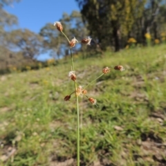 Fimbristylis dichotoma (A Sedge) at Rob Roy Range - 30 Dec 2017 by michaelb