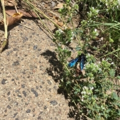 Austroscolia soror (Blue Flower Wasp) at Aranda, ACT - 15 Jan 2018 by Essigella