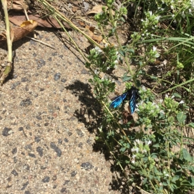 Austroscolia soror (Blue Flower Wasp) at Aranda, ACT - 15 Jan 2018 by Essigella