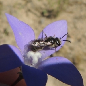 Lasioglossum (Chilalictus) sp. (genus & subgenus) at Conder, ACT - 30 Dec 2017 06:03 PM