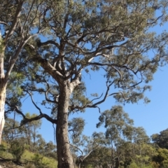 Eucalyptus polyanthemos (Red Box) at Conder, ACT - 30 Dec 2017 by michaelb