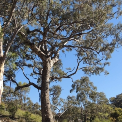 Eucalyptus polyanthemos (Red Box) at Conder, ACT - 30 Dec 2017 by MichaelBedingfield