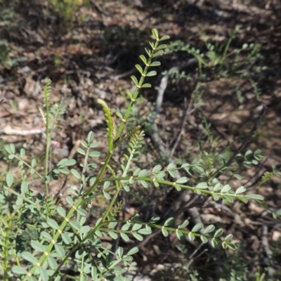 Indigofera adesmiifolia (Tick Indigo) at Rob Roy Range - 30 Dec 2017 by MichaelBedingfield