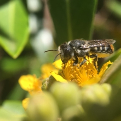 Megachile ferox (Resin bee) at Yarralumla, ACT - 4 Jan 2018 by PeterA