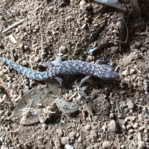 Christinus marmoratus at Symonston, ACT - 13 Jan 2018