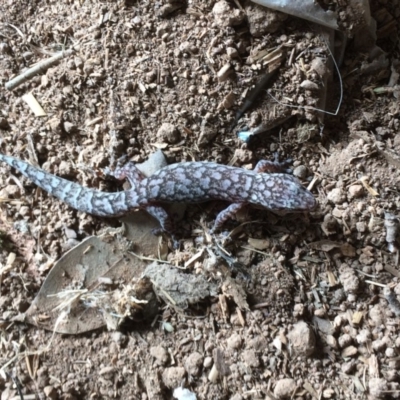 Christinus marmoratus (Southern Marbled Gecko) at Symonston, ACT - 13 Jan 2018 by CallumBraeRuralProperty