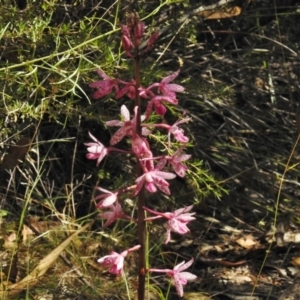 Dipodium punctatum at Paddys River, ACT - 15 Jan 2018