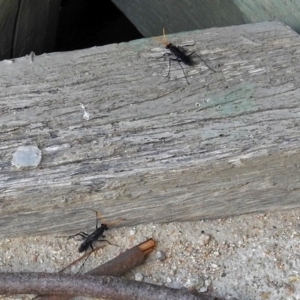 Pompilidae (family) at Fyshwick, ACT - 15 Jan 2018 12:05 PM