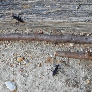 Pompilidae (family) at Fyshwick, ACT - 15 Jan 2018 12:05 PM