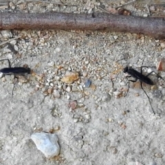 Pompilidae (family) at Fyshwick, ACT - 15 Jan 2018 12:05 PM