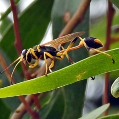 Sceliphron laetum (Common mud dauber wasp) at Jerrabomberra Wetlands - 15 Jan 2018 by RodDeb