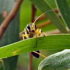 Sceliphron laetum at Fyshwick, ACT - 15 Jan 2018 11:36 AM