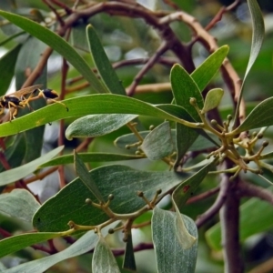 Sceliphron laetum at Fyshwick, ACT - 15 Jan 2018 11:36 AM