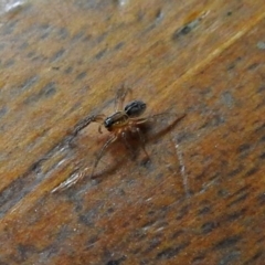 Lycosidae (family) (Unidentified wolf spider) at Jerrabomberra Wetlands - 15 Jan 2018 by RodDeb