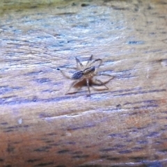 Lycosidae (family) at Fyshwick, ACT - 15 Jan 2018