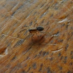 Lycosidae (family) at Fyshwick, ACT - 15 Jan 2018