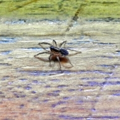 Lycosidae (family) at Fyshwick, ACT - 15 Jan 2018