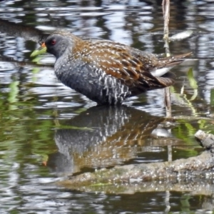 Porzana fluminea at Fyshwick, ACT - 15 Jan 2018 11:51 AM