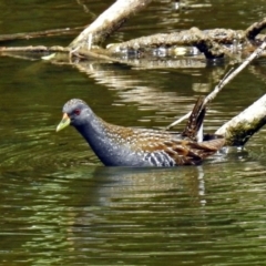 Porzana fluminea at Fyshwick, ACT - 15 Jan 2018