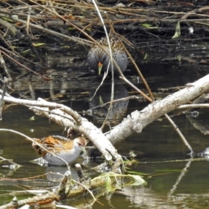 Porzana fluminea at Fyshwick, ACT - 15 Jan 2018 11:51 AM