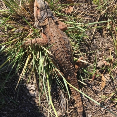 Pogona barbata (Eastern Bearded Dragon) at Deakin, ACT - 15 Jan 2017 by KL