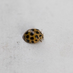 Harmonia conformis (Common Spotted Ladybird) at Michelago, NSW - 12 Jan 2018 by Illilanga