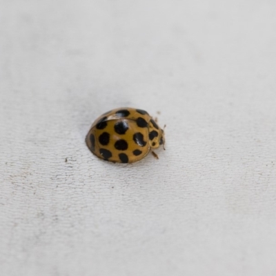 Harmonia conformis (Common Spotted Ladybird) at Michelago, NSW - 12 Jan 2018 by Illilanga