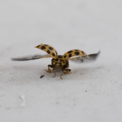 Harmonia conformis at Michelago, NSW - 13 Jan 2018