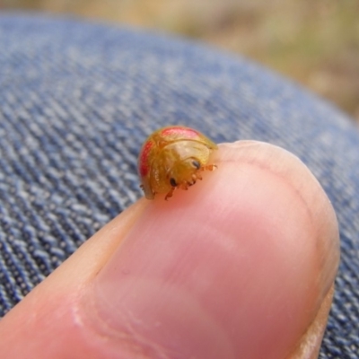 Paropsisterna fastidiosa (Eucalyptus leaf beetle) at Michelago, NSW - 24 Oct 2008 by Illilanga