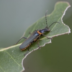 Chauliognathus lugubris (Plague Soldier Beetle) at Michelago, NSW - 28 Nov 2011 by Illilanga