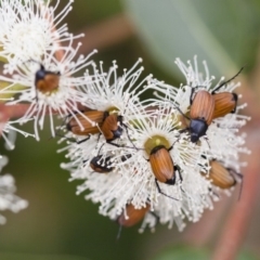 Phyllotocus rufipennis (Nectar scarab) at Michelago, NSW - 28 Nov 2011 by Illilanga