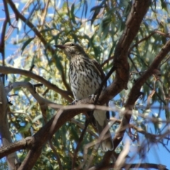 Oriolus sagittatus (Olive-backed Oriole) at Aranda, ACT - 4 Mar 2014 by KMcCue