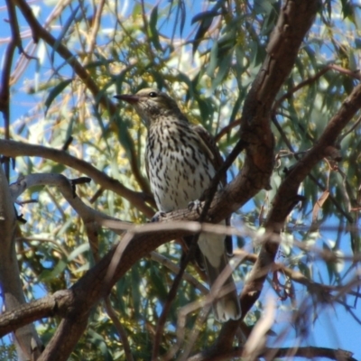 Oriolus sagittatus (Olive-backed Oriole) at Aranda, ACT - 4 Mar 2014 by KMcCue