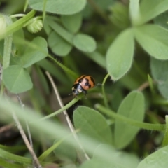 Coccinella transversalis (Transverse Ladybird) at Michelago, NSW - 30 Oct 2016 by Illilanga