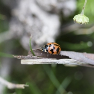 Coccinella transversalis at Michelago, NSW - 30 Oct 2016 11:22 AM