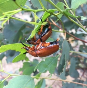 Anoplognathus montanus at Michelago, NSW - 1 Jan 2017 06:56 PM