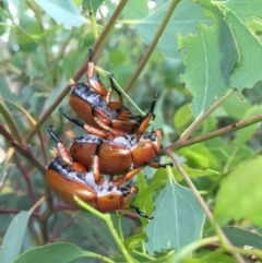 Anoplognathus montanus at Michelago, NSW - 1 Jan 2017