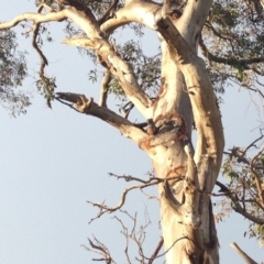 Callocephalon fimbriatum (Gang-gang Cockatoo) at GG229 - 13 Jan 2018 by KL