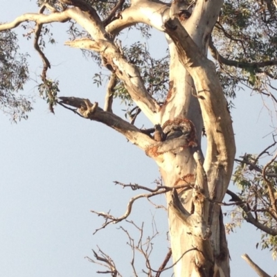 Callocephalon fimbriatum (Gang-gang Cockatoo) at Hughes, ACT - 13 Jan 2018 by KL