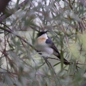 Myiagra inquieta at Michelago, NSW - 2 Mar 2013