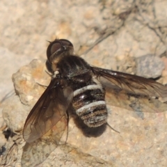 Villa sp. (genus) (Unidentified Villa bee fly) at Conder, ACT - 30 Dec 2017 by michaelb
