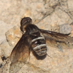 Villa sp. (genus) (Unidentified Villa bee fly) at Conder, ACT - 30 Dec 2017 by MichaelBedingfield