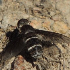 Villa sp. (genus) at Conder, ACT - 30 Dec 2017 06:06 PM