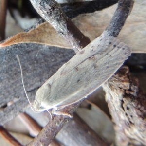 Heliocausta undescribed species at Conder, ACT - 30 Dec 2017