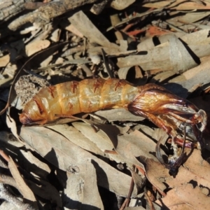 Hepialidae (family) at Conder, ACT - 30 Dec 2017