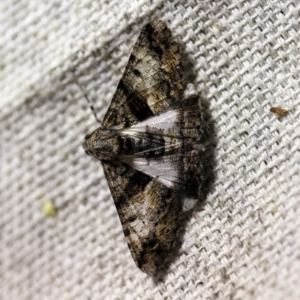 Gastrinodes argoplaca at O'Connor, ACT - 14 Jan 2018 09:45 PM