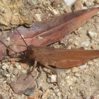 Goniaea carinata (Black kneed gumleaf grasshopper) at Booth, ACT - 14 Jan 2018 by Christine