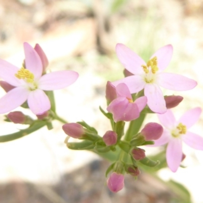 Centaurium erythraea (Common Centaury) at Booth, ACT - 14 Jan 2018 by Christine